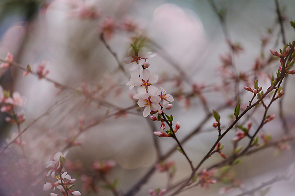 포토 JPG 해외이미지 나무 식물 계절 꽃잎 꽃 줄기 분홍색 백그라운드 잎 오렌지 자연 하늘 새로움 사람없음 야외 초록색 파란색 머리 우주 봄 성장 벚꽃 흰색 나뭇가지 축하 신선 개화 체리 사과 슛 부드러움 꽃수술 처음 해외202004 해외포토 컬러 컨셉 과일 신체부위 감각 생태계 파일형식 이미지허브