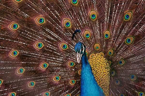 포토 JPG 해외이미지 동물 남자 야생동물 백그라운드 패턴 자연 조류 사람없음 장식 초록색 파란색 컬러풀 머리 활발 펼침 의식 우아함 공작 깃털 묘사 즐거움 질감 꼬리 부리 번짐 보여주기 동물상 터키석 해외202004 해외포토 감정 컬러 컨셉 무늬 모션 사람 신체부위 조형물 보석 생태계 파일형식 효과 이미지허브