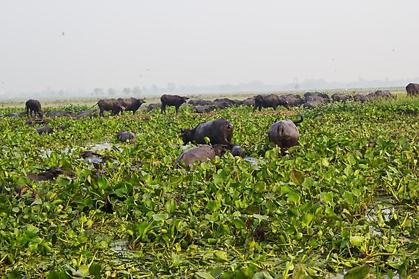 포토 JPG 해외이미지 나무 동물 1 공원 남자 아시아 문화 야생동물 분홍색 농업 포유류 태국 자연 밥 근육 노동자 생물 뿔 서기 사람없음 야외 초록색 물 농장 힘 수확 흰색 연못 업무 뜨거움 농부 위험 큼 먹기 사파리 진흙 무거움 내추럴 고립 동물상 해외202004 해외포토 자연요소 식물 직업 공공시설 나라 산업 음식 컬러 컨셉 모션 사람 조형물 작업 무게 크기 생태계 파일형식 이미지허브