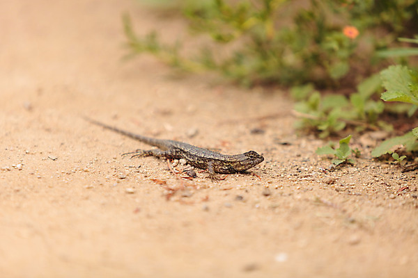 포토 JPG 해외이미지 동물 야생동물 모래 파충류 사람없음 울타리 습지 도마뱀 캘리포니아 동쪽 선사시대 갑옷 해외202004 해외포토 담장 미국 역사 보호장비 방향 파일형식 이미지허브