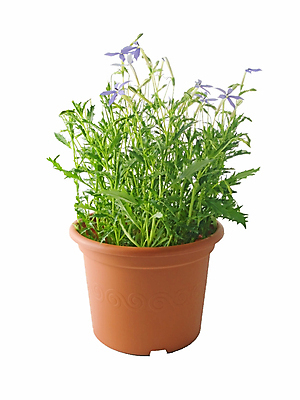 포토 JPG 해외이미지 식물 계절 꽃잎 꽃 별 밭 추상 사람없음 초록색 파란색 정원 꿈 신선 닫기 향수 오브젝트 향기 천국 고립 깊이 해외202004 해외포토 자연요소 컬러 무늬 농업 모션 화장품 냄새 파일형식 이미지허브