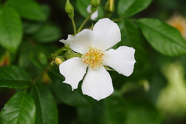 포토 JPG 해외이미지 식물 꽃잎 꽃 자연 사람없음 장미 노란색 정원 흰색 향기 해외202004 해외포토 컬러 생태계 냄새 파일형식 이미지허브