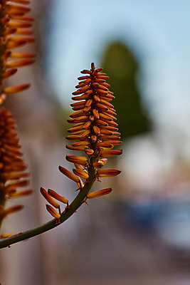 포토 JPG 해외이미지 식물 1 꽃 백그라운드 잎 오렌지 아프리카 자연 사람없음 빨간색 여름 정원 봄 사막 성장 닫기 약초 큼 피부 싱글 태평양 남쪽 내추럴 감탄 돌봄 루트 알로에 이스라엘 많음 추가 해외202004 해외포토 계절 나라 바다 컬러 컨셉 과일 모션 신체부위 풀_식물 크기 방향 생태계 서아시아 파일형식 이미지허브