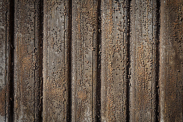 포토 JPG 해외이미지 나무 디자인 외관 벽 백그라운드 패턴 자연 벽지 탁자 표면 날씨 추상 바닥 프레임 사람없음 목재 장식 초록색 수확 골동품 소나무 판넬 거친 널 타일 질감 복고 목공예 내추럴 구식 그런지 수목 옛날 파케트 해외202004 해외포토 식물 컬러 가구 무늬 농업 재료 공예 생태계 파일형식 이미지허브