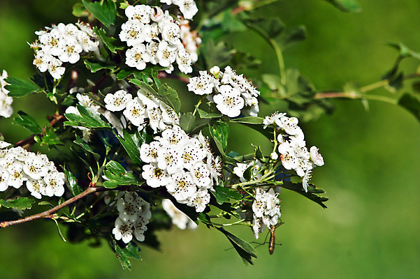 포토 JPG 해외이미지 식물 꽃 종이 꽃무늬 자연 사람없음 초록색 정원 벚꽃 나뭇가지 관목 흔적 그림 우표 옛날 해외202004 해외포토 나무 컬러 무늬 생태계 파일형식 이미지허브