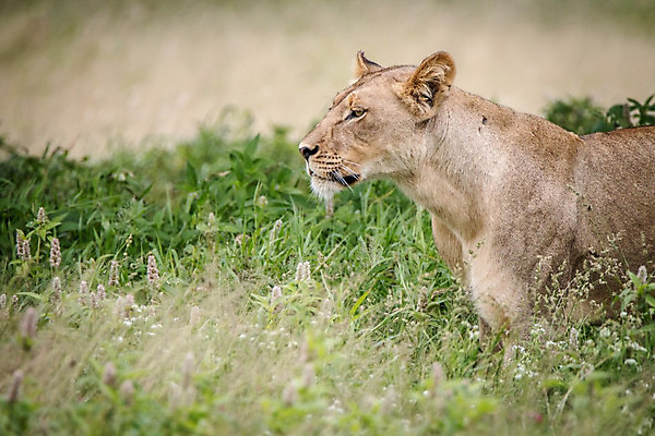 포토 JPG 해외이미지 동물 야생동물 여행 포유류 아프리카 자연 생물 털 사람없음 환경 고양이 힘 분노 황무지 위험 사자 큼 왕 모피 사파리 리더 육식동물 사냥꾼 멸종 사자자리 표범 내추럴 사바나 웅장함 해외202004 해외포토 직업 감정 나라 컨셉 반려동물 별자리 크기 생태계 파일형식 이미지허브