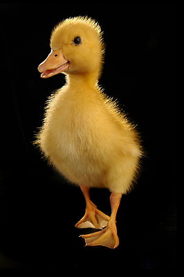 포토 JPG 해외이미지 동물 1 어린이 백그라운드 농업 조류 오리 병아리 사람없음 반려동물 노란색 검은색 치킨 시골 아기 신생아 작음 고립 해외202004 해외포토 산업 컬러 사람 크기 닭고기요리 파일형식 이미지허브
