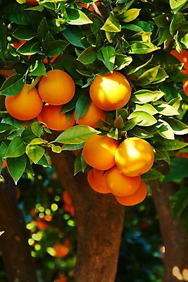 포토 JPG 해외이미지 유럽 음식 여행 오렌지 과일 휴가 귤 건강 사람없음 주스 신선 스페인 달콤 맛 먹기 상쾌 내추럴 발렌시아 숙성 해외202004 해외포토 감정 나라 음료 컨셉 모션 파일형식 이미지허브