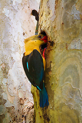 포토 JPG 해외이미지 동물 아시아 야생동물 태국 자연 조류 사람없음 초록색 컬러풀 나뭇가지 둥지 녹색배경 경보 물총새 수유 해외202004 해외포토 나무 나라 컬러 백그라운드 생태계 파일형식 이미지허브