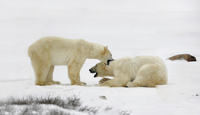포토 JPG 해외이미지 동물 야생동물 여행 캐나다 겨울 곰 포유류 포옹 자연 날씨 생물 털 종류 사람없음 야외 물 파란색 얼음 미국 추위 흰색 닫기 위험 큼 모피 북극 사파리 코 육식동물 북쪽 멸종 서식지 내추럴 해외202004 해외포토 자연요소 계절 컬러 컨셉 북아메리카 안기 모션 신체부위 크기 극지방 방향 생태계 파일형식 이미지허브