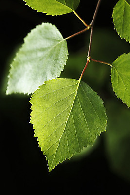 포토 JPG 해외이미지 나무 잎 자연 사람없음 초록색 나뭇가지 묘사 자작나무 내추럴 해외202004 해외포토 식물 컬러 생태계 파일형식 이미지허브