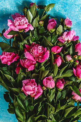 포토 JPG 해외이미지 식물 디자인 꽃잎 꽃 분홍색 꽃다발 결혼 백그라운드 꽃무늬 자연 휴가 선물 사랑 사람없음 장식 빨간색 초록색 여름 컬러풀 우주 정원 꽃병 보라색 검은색 축제 어둠 봄 수확 벚꽃 흰색 축하 신선 신용카드 개화 우아함 다발 복고 아로마 작약 정물화 해외202004 해외포토 계절 감정 컬러 컨셉 무늬 농업 이벤트 금융 그림 생태계 파일형식 이미지허브