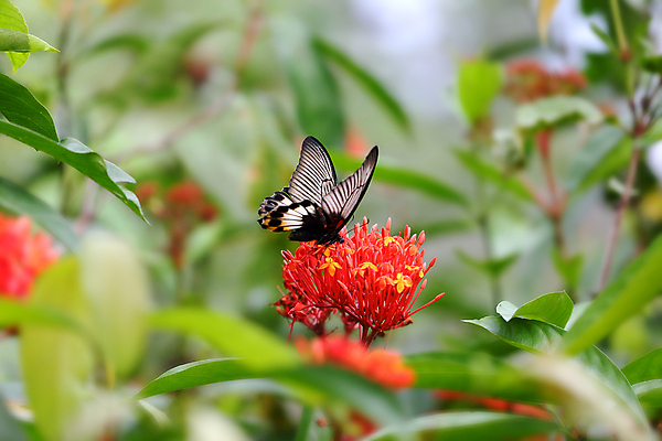 포토 JPG 해외이미지 식물 동물 꽃 야생동물 나비 곤충 백그라운드 잎 꽃무늬 날개 자연 사람없음 빨간색 초록색 여름 파란색 빛 컬러풀 노란색 정원 보라색 검은색 봄 흰색 내추럴 동물상 해외202004 해외포토 계절 컬러 무늬 조형물 생태계 파일형식 이미지허브