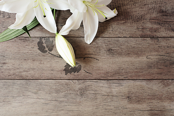 포토 JPG 해외이미지 식물 계절 꽃잎 꽃 꽃다발 결혼 백그라운드 잎 꽃무늬 자연 탁자 결혼식 프레임 발렌타인데이 선물 사랑 미술 사람없음 목재 장식 가로 우주 봄 수확 벚꽃 흰색 나뭇가지 시골 신용카드 개화 구성 칼라꽃 카피스페이스 해외202004 해외포토 나무 감정 컬러 가구 무늬 농업 재료 데이이벤트 문화예술 이벤트 금융 공백 생태계 파일형식 이미지허브