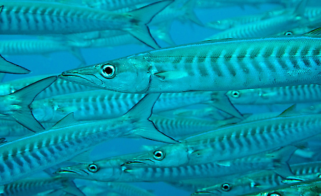 포토 JPG 해외이미지 야생동물 바다 여행 학교 모션 자연 휴가 어류 풍경 사람없음 야외 파란색 바닷속 수중 수영 물방울 닫기 아래 다이빙 생물학 지느러미 내추럴 깊이 동물상 생태학 침몰 많음 해외202004 해외포토 동물 교육 컬러 컨셉 조형물 수중동물 수상스포츠 방향 생태계 위치 수중스포츠 파일형식 이미지허브