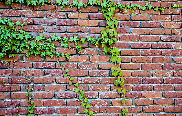 포토 JPG 해외이미지 나무 식물 벽 백그라운드 잎 패턴 오렌지 건축양식 자연 표면 날씨 벽돌 돌담 사람없음 야외 건물 일상 빨간색 초록색 갈색 정원 블록 성장 바위 덩굴 건축가 타일 질감 시멘트 포도나무 벽돌담 아이비 내추럴 고체 옛날 콘크리트 해외202004 해외포토 직업 건축물 건축 컬러 무늬 과일 라이프 담장 돌_바위 과일나무 생태계 파일형식 이미지허브