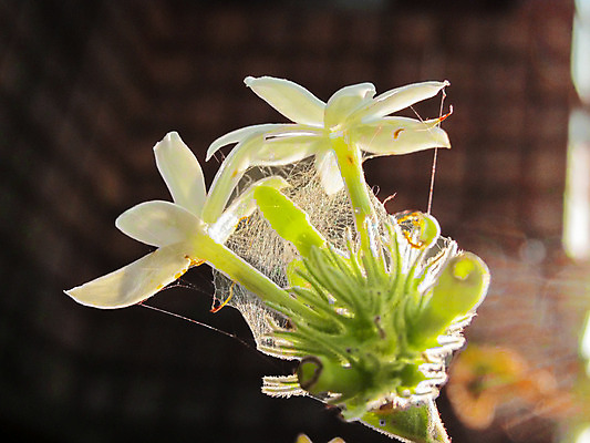 포토 JPG 해외이미지 나무 식물 계절 꽃잎 꽃 백그라운드 자연 하늘 동양인 사람없음 장식 초록색 파란색 빛 정원 화장품 가을 흰색 나뭇가지 신선 개화 다발 만족 향기 냄새 내추럴 이국적 해외202004 해외포토 감정 컬러 인종 뷰티 생태계 파일형식 이미지허브