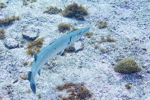 포토 JPG 해외이미지 동물 야생동물 바다 패턴 자연 어류 사람없음 파란색 수중 다이빙 질감 암초 해외202004 해외포토 컬러 무늬 수영 수중동물 생태계 수중스포츠 파일형식 이미지허브