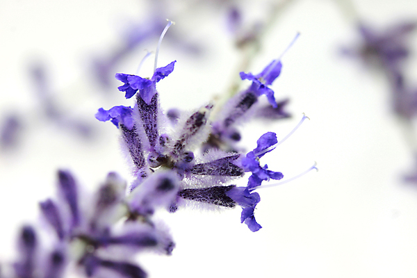 포토 JPG 해외이미지 식물 꽃 백그라운드 꽃무늬 패턴 자연 추상 사람없음 장식 초록색 정원 보라색 봄 벚꽃 흰색 허브 라벤더 고립 해외202004 해외포토 계절 컬러 무늬 생태계 파일형식 이미지허브