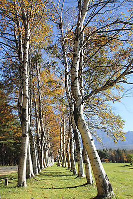 포토 JPG 해외이미지 나무 식물 계절 아시아 잎 자연 산 풍경 사람없음 야외 목재 컬러풀 노란색 일본 가을 숲 수평선 해외202004 해외포토 나라 컬러 재료 생태계 파일형식 이미지허브