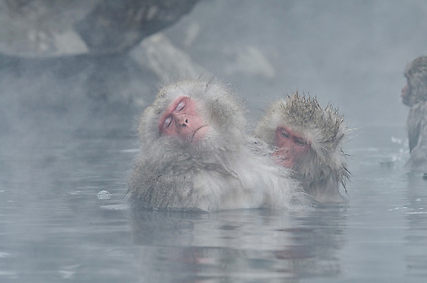포토 JPG 해외이미지 나무 동물 공원 얼굴 야생동물 분홍색 조각 겨울 포유류 털 사람 사람없음 갈색 걷기 일본 얼음 봄 산책 추위 원숭이 표현 관찰 뜨거움 호기심 오르기 유인원 폭설 해외202004 해외포토 자연요소 식물 계절 공공시설 감정 아시아 컬러 컨셉 모션 휴식 눈_날씨 신체부위 자연재해 파일형식 이미지허브