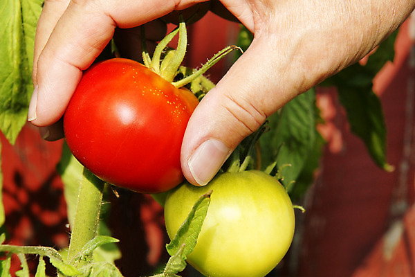포토 JPG 해외이미지 식물 손 계절 음식 토마토 채소 과일 손가락 자연 건강 사람 사람없음 빨간색 초록색 컬러풀 태양 정원 활발 수확 시간 못 닫기 선택 큼 수집 피부 묘사 암 강렬 숙성 해외202004 해외포토 자연요소 컬러 컨셉 농업 모션 신체부위 공구 질병 크기 생태계 파일형식 이미지허브