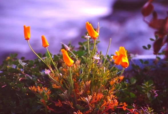 포토 JPG 해외이미지 식물 꽃 멕시코 사람없음 캘리포니아 양귀비 애리조나 뉴멕시코 해외202004 해외포토 북아메리카 미국 파일형식 이미지허브