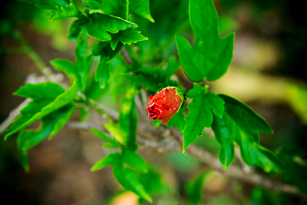 포토 JPG 해외이미지 나무 식물 꽃잎 꽃 백그라운드 잎 꽃무늬 일러스트 자연 동양인 사람없음 빨간색 초록색 장미 노란색 정원 중국 성장 벚꽃 흰색 신선 개화 닫기 허브 싱글 그림 고립 꽃수술 아욱 이국적 하와이인 히비스커스 해외202004 해외포토 외국인 아시아 컬러 무늬 모션 인종 생태계 파일형식 이미지허브