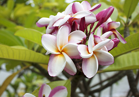 포토 JPG 해외이미지 식물 아이콘 꽃잎 꽃 문화 벽 분홍색 섬 백그라운드 농업 자연 벽지 인종 사람없음 치료 여름 컬러풀 스크린 스파 봄 벚꽃 개화 오브젝트 사인 싱글 하와이 향기 발리 고립 이국적 하와이인 알로하 해외202004 해외포토 외국인 계절 산업 컬러 의학 사람 미국 인사 생태계 냄새 인도네시아 파일형식 이미지허브