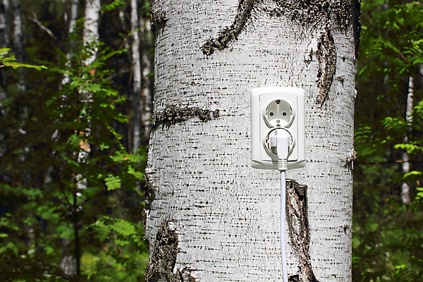 포토 JPG 해외이미지 나무 백그라운드 컨셉 자연 아이디어 집게 사람없음 야외 초록색 환경 힘 재활용 에너지 절약 콘센트 플러그 보호 에코 생태계 스위치 자작나무 유지 바이오 발명 생태학 효율 해외202004 해외포토 식물 교육 컬러 친환경 파일형식 이미지허브