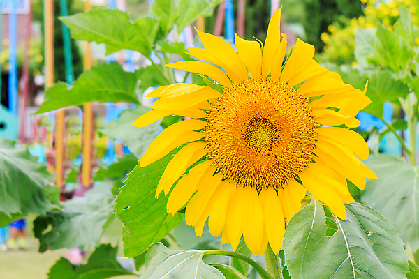 포토 JPG 해외이미지 식물 계절 꽃잎 꽃 산업 백그라운드 잎 꽃무늬 밭 농업 오렌지 자연 하늘 해바라기 씨앗 풍경 사람없음 야외 초록색 여름 파란색 햇빛 태양 노란색 머리 우주 맑음 봄 이탈리아 성장 벚꽃 원형 개화 그룹 싱글 유기농 내추럴 해외202004 해외포토 자연요소 도형 웰빙 유럽 컬러 무늬 과일 날씨 신체부위 생태계 파일형식 이미지허브