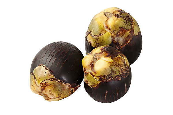 포토 JPG 해외이미지 식물 잎 태국 자연 사람없음 흰색 열대기후 해외202004 해외포토 아시아 컬러 생태계 파일형식 이미지허브