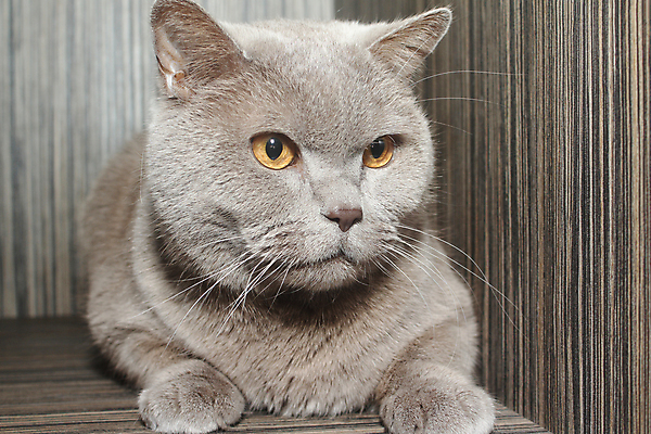 포토 JPG 해외이미지 동물 얼굴 포유류 영국 주택 미술 사람없음 반려동물 고양이 회색 모피 오브젝트 해외202004 해외포토 유럽 컬러 문화예술 건물 신체부위 파일형식 이미지허브