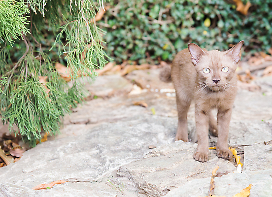 포토 JPG 해외이미지 동물 응시 백그라운드 포유류 자연 털 사람없음 반려동물 고양이 회색 흰색 선택 부드러움 솜털 내추럴 해외202004 해외포토 시선 컬러 컨셉 감각 생태계 파일형식 이미지허브