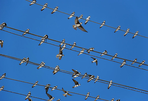 포토 JPG 해외이미지 실루엣 선 생각 날개 자연 조류 하늘 새로움 앉기 사람없음 파란색 검은색 어둠 도시 기다림 고독 신비 무서움 전화기 깃털 꼬리 부리 장면 철사 사색 시끄러움 깊이 동물상 혼란 스타일 해외202004 해외포토 동물 감정 컬러 컨셉 모션 촬영기법 조형물 생태계 파일형식 이미지허브