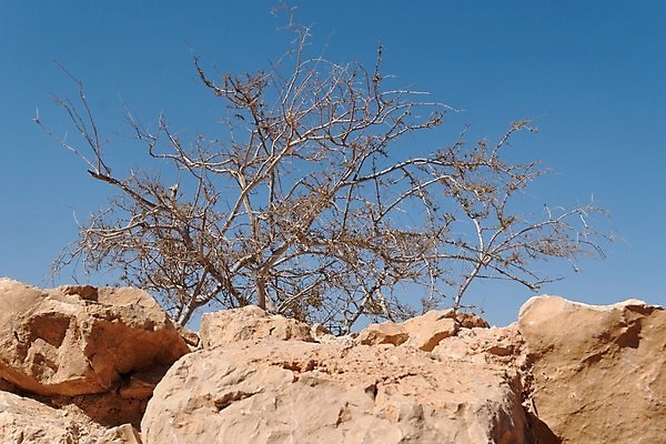 포토 JPG 해외이미지 나무 계절 오렌지 중동 자연 하늘 날씨 건조 사람없음 야외 빨간색 파란색 컬러풀 갈색 사막 나뭇가지 죽음 암초 사암 침식 아카시아 해외202004 해외포토 식물 나라 컬러 과일 돌_바위 생태계 파일형식 이미지허브