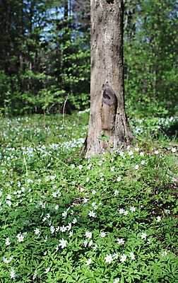 포토 JPG 해외이미지 식물 계절 꽃 자연 풍경 사람없음 초록색 햇빛 맑음 봄 성장 벚꽃 흰색 신선 숲 땅 허브 아네모네 헌병 해외202004 해외포토 컬러 날씨 태양 군인 생태계 파일형식 이미지허브