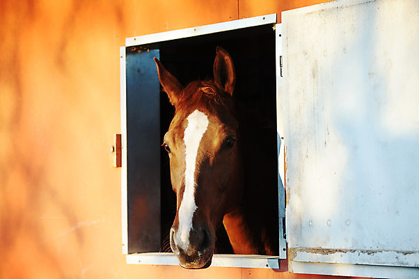 포토 JPG 해외이미지 동물 한마리 사람없음 야외 목재 갈색 가축 관찰 외양간 대가리 해외202004 해외포토 나무 1 컬러 재료 모션 파일형식 이미지허브