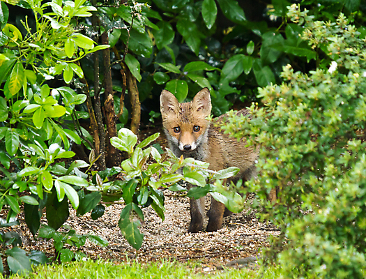 포토 JPG 해외이미지 동물 계절 야생동물 새끼 포유류 자연 사람없음 빨간색 정원 시골 도시 여우 해외202004 해외포토 컬러 생태계 파일형식 이미지허브