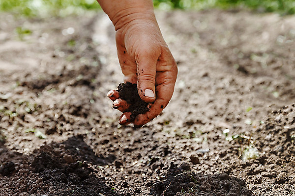 포토 JPG 해외이미지 식물 손 여자 지구 백그라운드 컨셉 밭 농업 손가락 자연 사람 사람없음 야외 초록색 농장 갈색 환경 정원 검은색 흙 젖음 성장 시골 붓기 닫기 보호 농부 땅 유기농 원예 질감 먼지 내추럴 그런지 땅바닥 생태학 세련 해외202004 해외포토 직업 웰빙 교육 산업 컬러 모션 바닥 취미 신체부위 생태계 파일형식 이미지허브