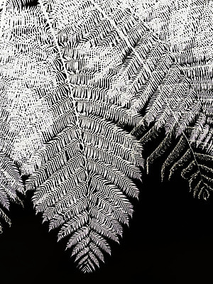 포토 JPG 해외이미지 나무 식물 아시아 잎 패턴 자연 벽지 사람없음 검은색 성장 말레이시아 고립 양치류 해외202004 해외포토 나라 컬러 무늬 생태계 파일형식 이미지허브