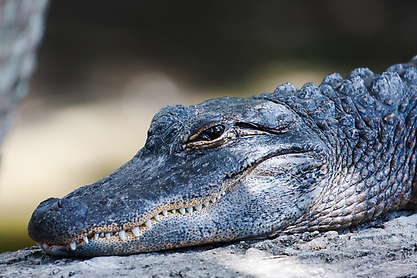 포토 JPG 해외이미지 동물 파충류 생물 실내 양서류 사람없음 옆모습 반려동물 흰색 입 치아 위험 가죽 묘사 눈금 슛 육식동물 악어 송곳니 해외202004 해외포토 뷰포인트 컬러 컨셉 내부 신체부위 소화기관 파일형식 이미지허브