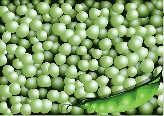 EPS 해외이미지 식물 음식 백그라운드 농업 채소 일러스트 건강 초록색 농작물 식사 껍질 먹기 완두콩 날것 슛 꼬투리 숙성 채식주의자 해외202004 해외일러스트 산업 컬러 모션 콩 채식 파일형식 벡터 이미지허브