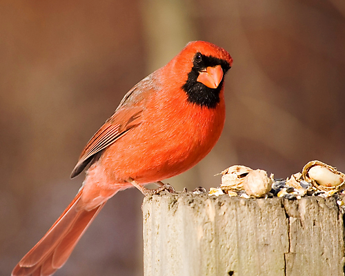 포토 JPG 해외이미지 야생동물 자연 조류 씨앗 사람없음 야외 빨간색 해외202004 해외포토 식물 동물 컬러 생태계 파일형식 이미지허브