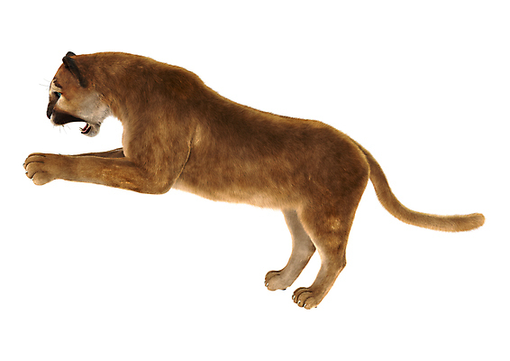 포토 JPG 해외이미지 동물 야생동물 백그라운드 포유류 자연 털 사람없음 고양이 흰색 큼 육식동물 사냥꾼 고립 동물상 해외202004 해외포토 직업 컬러 반려동물 조형물 크기 생태계 파일형식 이미지허브