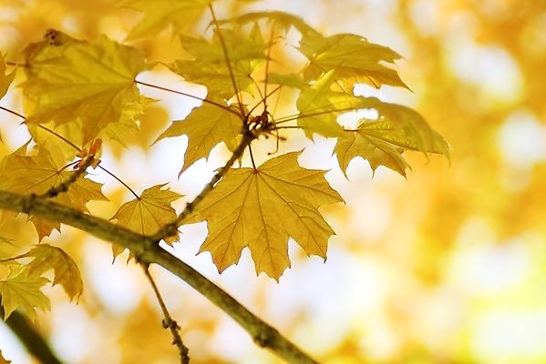 포토 JPG 해외이미지 나무 식물 디자인 계절 공원 백그라운드 단풍 잎 패턴 오렌지 자연 하늘 추상 그림자 사람없음 야외 빨간색 컬러풀 햇빛 태양 갈색 노란색 활발 가을 나뭇가지 변화 황금 숲 11월 질감 러시아 장면 진홍색 빛망울 10월 내추럴 엘리먼트 해외202004 해외포토 자연요소 공공시설 유럽 컬러 컨셉 무늬 과일 빛 날짜 생태계 파일형식 이미지허브