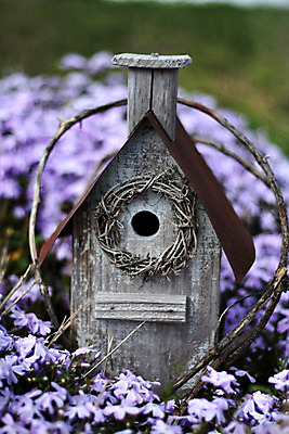 포토 JPG 해외이미지 꽃 날씨 주택 사람없음 야외 정원 보라색 봄 회색 포도나무 새장 라일락 옛날 해외202004 해외포토 식물 계절 컬러 건물 과일나무 케이지 파일형식 이미지허브