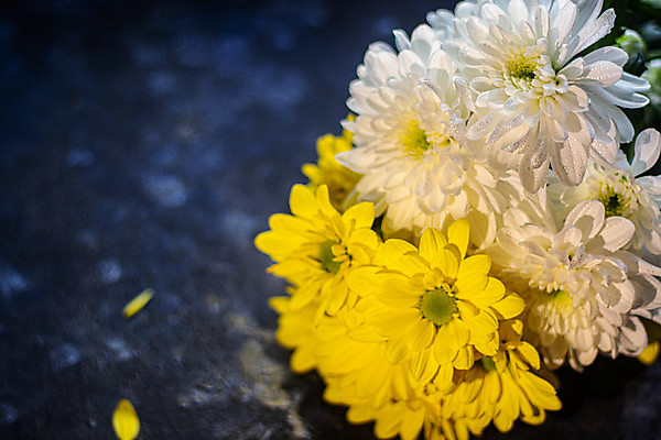 포토 JPG 해외이미지 식물 꽃잎 꽃 분홍색 꽃다발 꽃무늬 자연 국화 사람없음 초록색 노란색 정원 봄 벚꽃 흰색 개화 고립 해외202004 해외포토 계절 컬러 무늬 생태계 파일형식 이미지허브