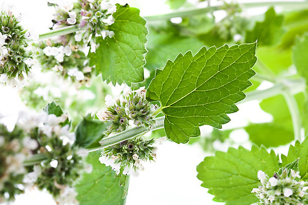 포토 JPG 해외이미지 식물 아이콘 음식 백그라운드 잎 채소 일러스트 재료 자연 프레임 건강 요리 사람없음 장식 초록색 약 라벨 식사 흰색 신선 양념 차 떨어짐 먹기 레몬 민트 허브 향신료 유기농 아로마 향 아로마테라피 정맥 내추럴 고립 모히토 해외202004 스피아민트 해외포토 웰빙 음료 컬러 컨셉 과일 의학 모션 칵테일 생태계 혈관 테라피 향미료 파일형식 이미지허브