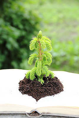 포토 JPG 해외이미지 나무 식물 1 교육 지구 줄기 백그라운드 컨셉 잎 자연 아이디어 사람없음 책 초록색 여름 빛 스터디 독서 환경 봄 성장 흰색 나뭇가지 신선 소나무 고독 보호 읽기 에코 생태계 전나무 내추럴 땅바닥 모종 묘목 생태학 심기 해외202004 해외포토 계절 감정 컬러 모션 바닥 학습 파일형식 이미지허브